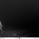 Another bettong bites the dust.